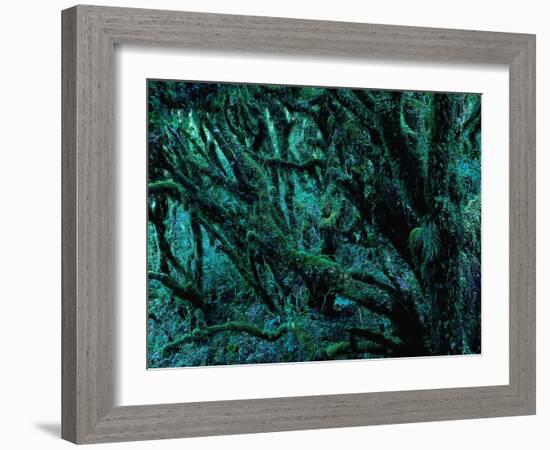 Neuseeland, Regenwald, Moose, Flechten, Epiphyten, New Zealand, North Island-Thonig-Framed Photographic Print