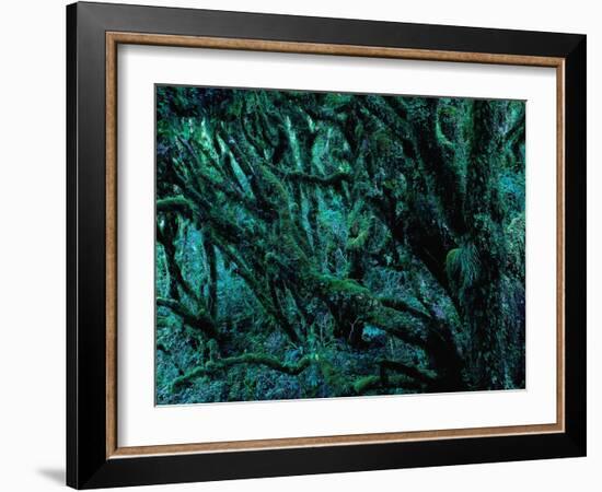 Neuseeland, Regenwald, Moose, Flechten, Epiphyten, New Zealand, North Island-Thonig-Framed Photographic Print