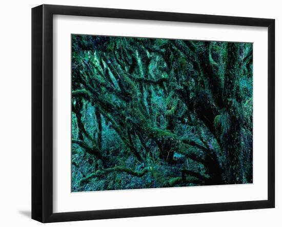 Neuseeland, Regenwald, Moose, Flechten, Epiphyten, New Zealand, North Island-Thonig-Framed Photographic Print