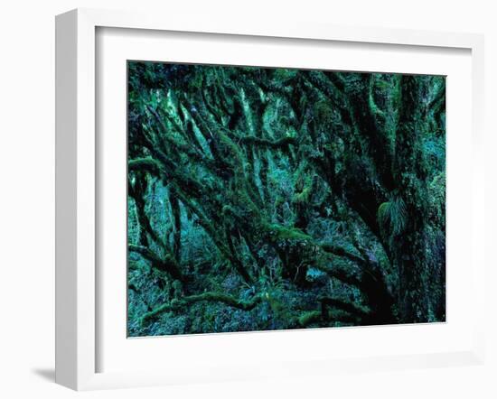 Neuseeland, Regenwald, Moose, Flechten, Epiphyten, New Zealand, North Island-Thonig-Framed Photographic Print