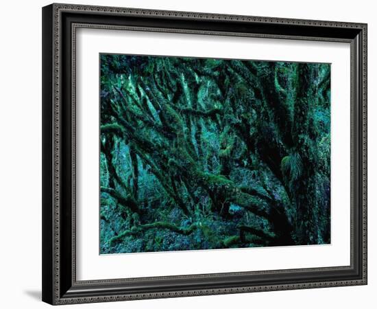 Neuseeland, Regenwald, Moose, Flechten, Epiphyten, New Zealand, North Island-Thonig-Framed Photographic Print