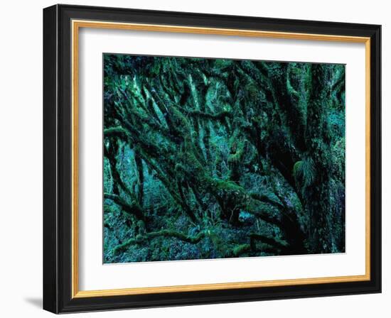 Neuseeland, Regenwald, Moose, Flechten, Epiphyten, New Zealand, North Island-Thonig-Framed Photographic Print