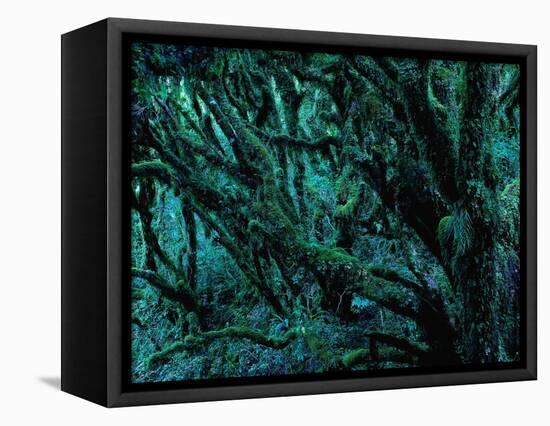 Neuseeland, Regenwald, Moose, Flechten, Epiphyten, New Zealand, North Island-Thonig-Framed Premier Image Canvas