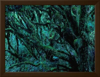 Neuseeland Regenwald Moose Flechten Epiphyten New Zealand North Island Photographic Print Thonig Art Com