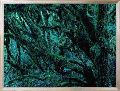 Neuseeland Regenwald Moose Flechten Epiphyten New Zealand North Island Photographic Print Thonig Art Com