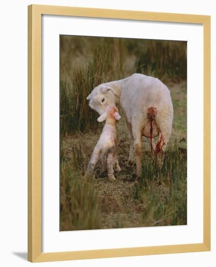 Neuseeland, Schaf, Lamm, Geburt, Schafe, Mutter, Lv¤Mmchen-Thonig-Framed Photographic Print