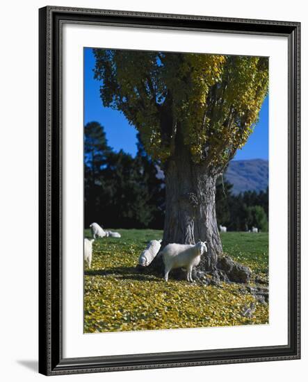 Neuseeland, Sv¼dinsel, Herbst, , Weide, Ziegen , New Zealand-Thonig-Framed Photographic Print