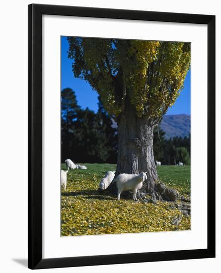 Neuseeland, Sv¼dinsel, Herbst, , Weide, Ziegen , New Zealand-Thonig-Framed Photographic Print