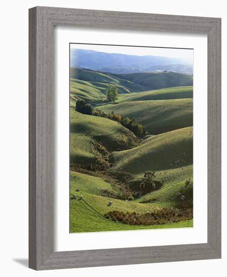 Neuseeland, Sv¼dinsel, Nahe Lawrence, Otago, Hv¼gellandschaft, Schafe, New Zealand-Thonig-Framed Photographic Print