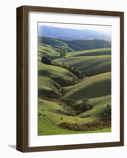 Neuseeland, Sv¼dinsel, Nahe Lawrence, Otago, Hv¼gellandschaft, Schafe, New Zealand-Thonig-Framed Photographic Print