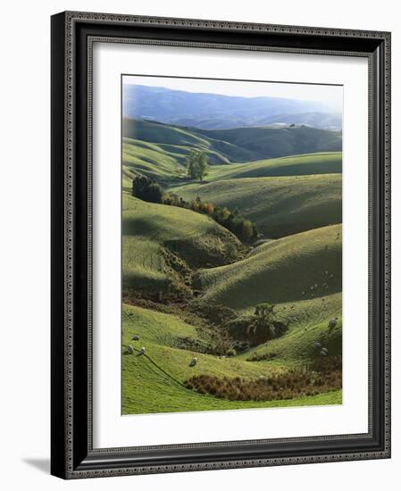 Neuseeland, Sv¼dinsel, Nahe Lawrence, Otago, Hv¼gellandschaft, Schafe, New Zealand-Thonig-Framed Photographic Print