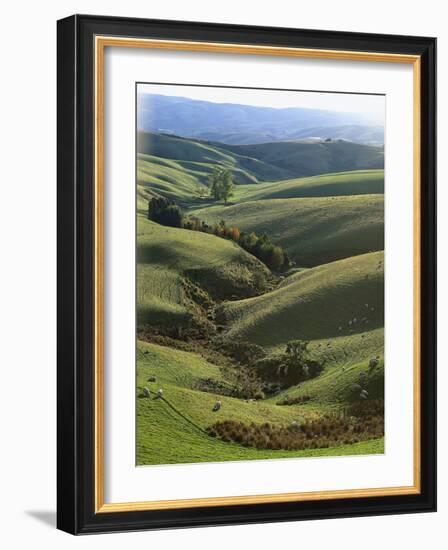 Neuseeland, Sv¼dinsel, Nahe Lawrence, Otago, Hv¼gellandschaft, Schafe, New Zealand-Thonig-Framed Photographic Print