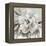 Neutral Bloom II-Carol Robinson-Framed Stretched Canvas