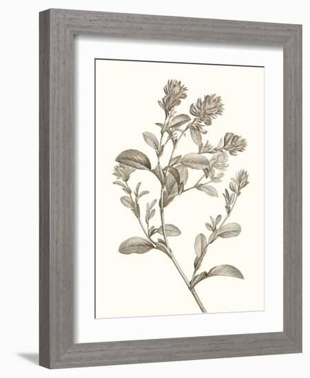 Neutral Botanical Study II-Vision Studio-Framed Art Print