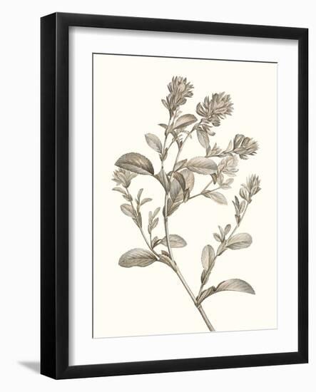 Neutral Botanical Study II-Vision Studio-Framed Art Print