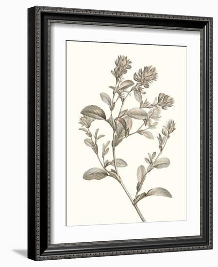 Neutral Botanical Study II-Vision Studio-Framed Art Print