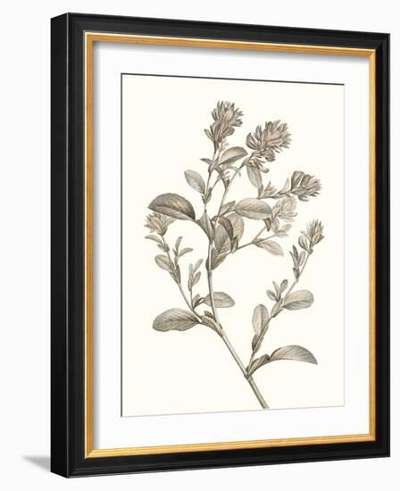 Neutral Botanical Study II-Vision Studio-Framed Art Print