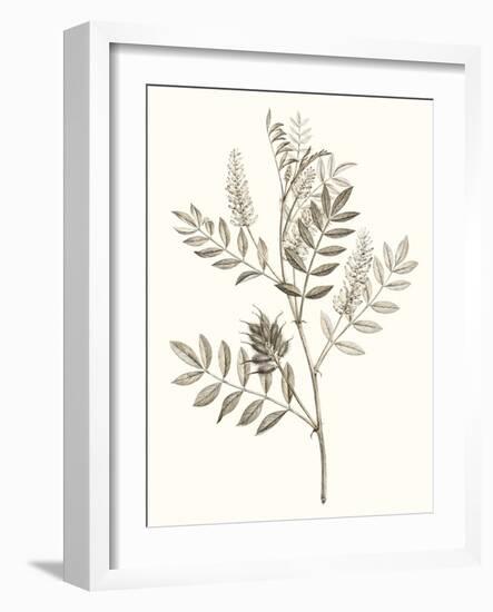 Neutral Botanical Study III-Vision Studio-Framed Art Print