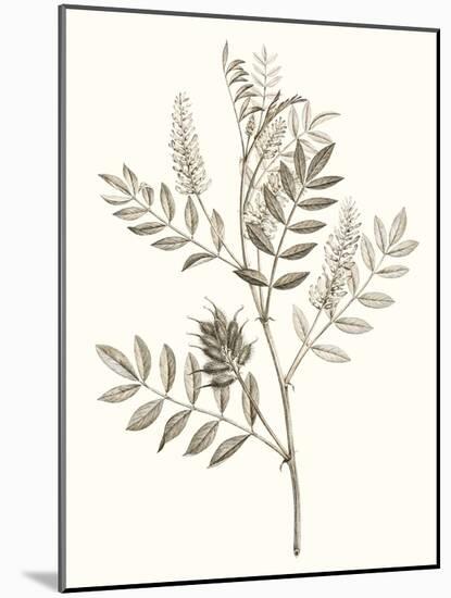 Neutral Botanical Study III-Vision Studio-Mounted Art Print