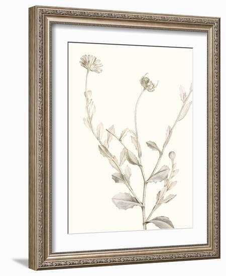 Neutral Botanical Study IV-Vision Studio-Framed Art Print