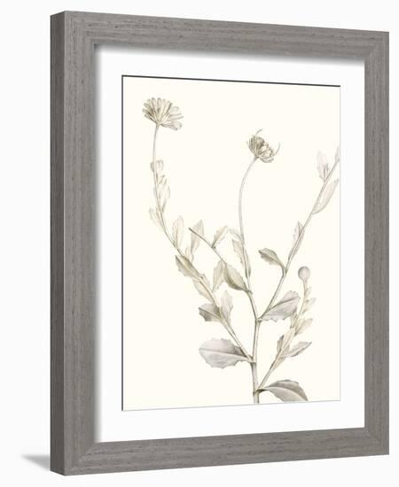 Neutral Botanical Study IV-Vision Studio-Framed Art Print