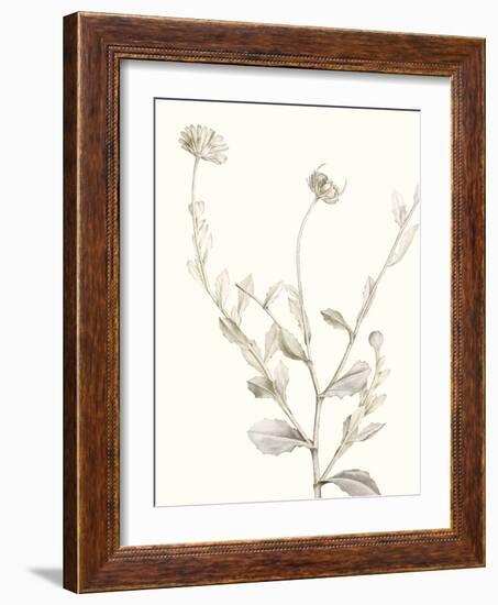 Neutral Botanical Study IV-Vision Studio-Framed Art Print