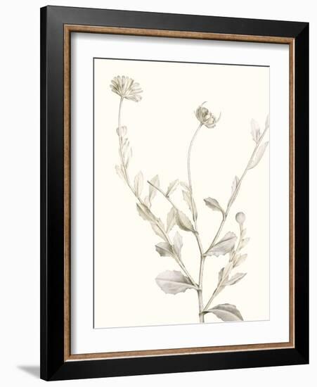 Neutral Botanical Study IV-Vision Studio-Framed Art Print