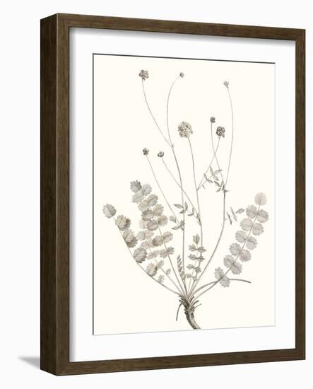 Neutral Botanical Study IX-Vision Studio-Framed Art Print