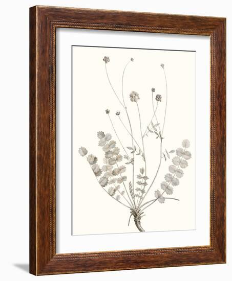 Neutral Botanical Study IX-Vision Studio-Framed Art Print