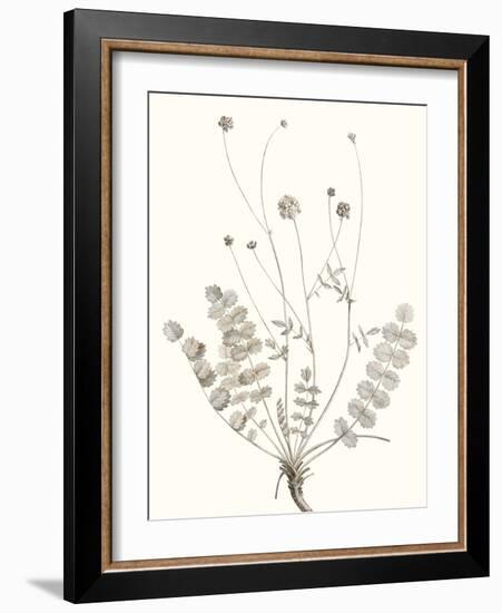 Neutral Botanical Study IX-Vision Studio-Framed Art Print