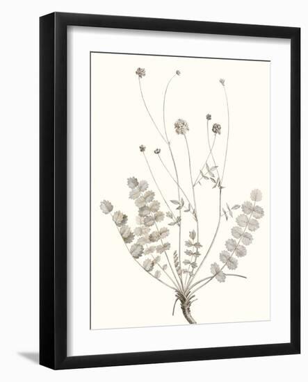 Neutral Botanical Study IX-Vision Studio-Framed Art Print