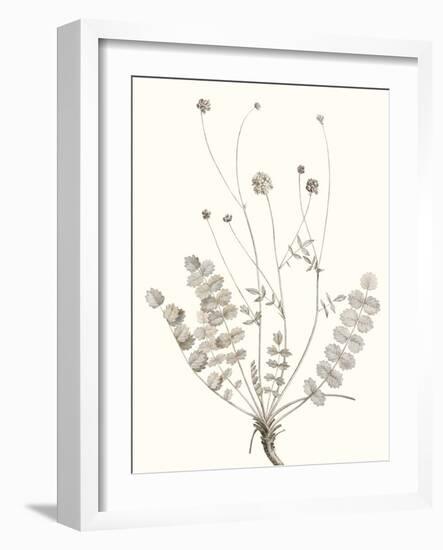 Neutral Botanical Study IX-Vision Studio-Framed Art Print