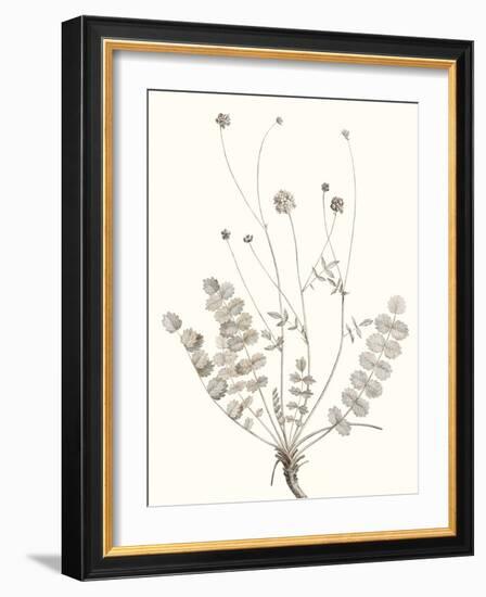 Neutral Botanical Study IX-Vision Studio-Framed Art Print