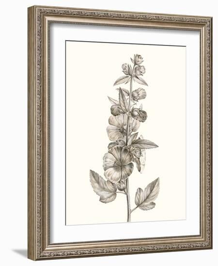 Neutral Botanical Study V-Vision Studio-Framed Art Print