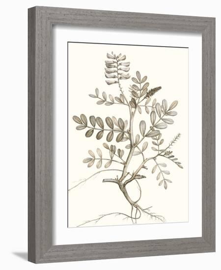 Neutral Botanical Study VI-Vision Studio-Framed Art Print