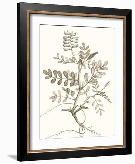 Neutral Botanical Study VI-Vision Studio-Framed Art Print