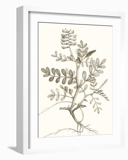 Neutral Botanical Study VI-Vision Studio-Framed Art Print