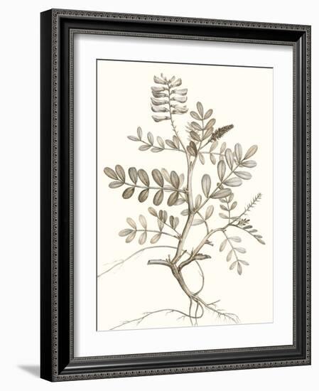 Neutral Botanical Study VI-Vision Studio-Framed Art Print