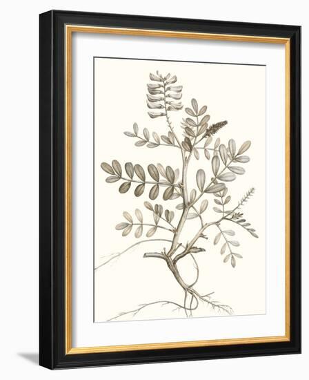 Neutral Botanical Study VI-Vision Studio-Framed Art Print