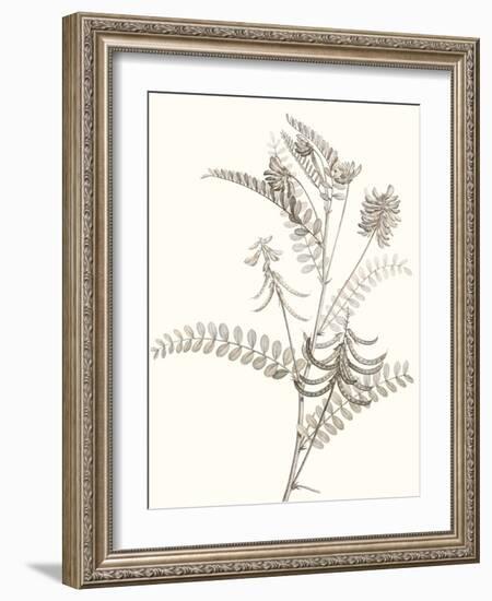 Neutral Botanical Study VII-Vision Studio-Framed Art Print