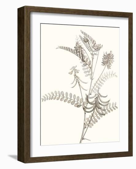 Neutral Botanical Study VII-Vision Studio-Framed Art Print