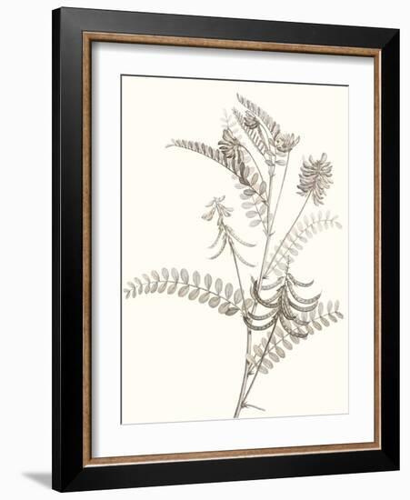 Neutral Botanical Study VII-Vision Studio-Framed Art Print