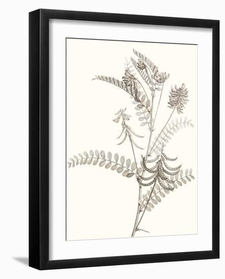 Neutral Botanical Study VII-Vision Studio-Framed Art Print