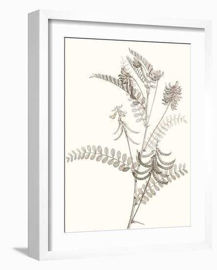 Neutral Botanical Study VII-Vision Studio-Framed Art Print