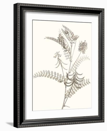 Neutral Botanical Study VII-Vision Studio-Framed Art Print