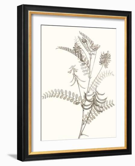 Neutral Botanical Study VII-Vision Studio-Framed Art Print