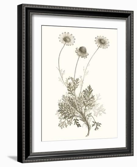 Neutral Botanical Study VIII-Vision Studio-Framed Art Print