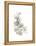 Neutral Botany II-June Vess-Framed Stretched Canvas