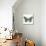 Neutral Butterfly-Jace Grey-Mounted Art Print displayed on a wall