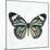 Neutral Butterfly-Jace Grey-Mounted Art Print